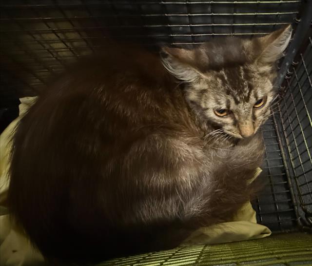 Cat 5
