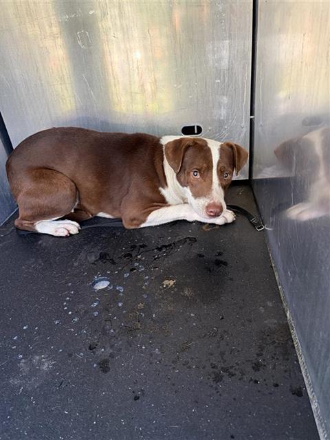 Adoptable Dog
