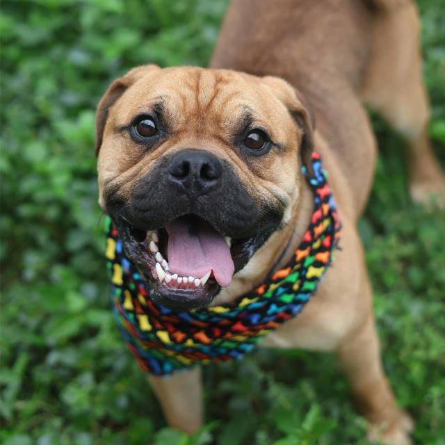 Adoptable Dog