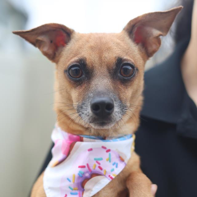 Adoptable Dog