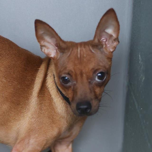 Adoptable Dog