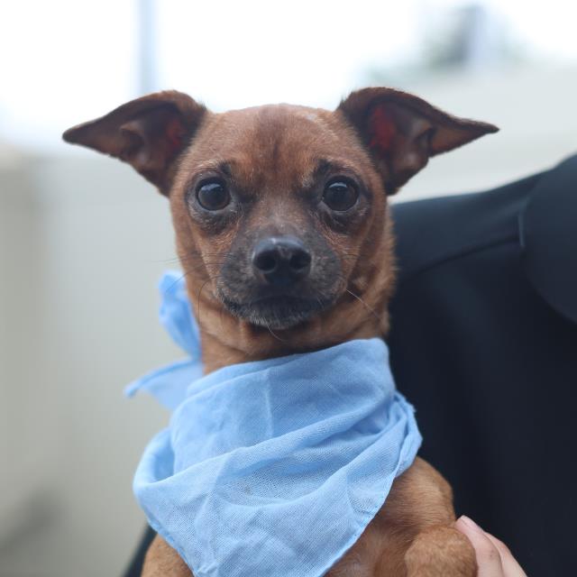 Adoptable Dog