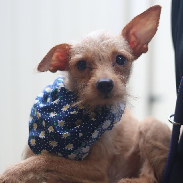 Adoptable Dog