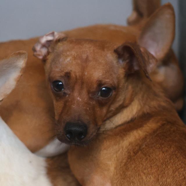 Adoptable Dog