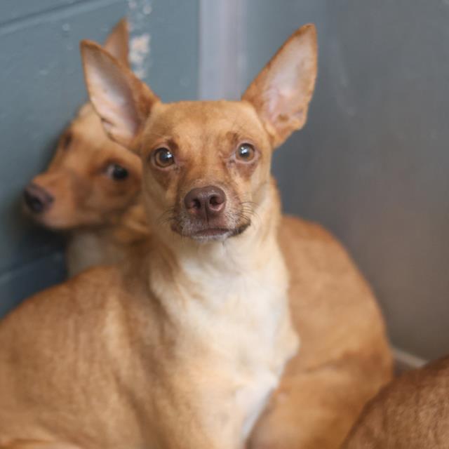 Adoptable Dog