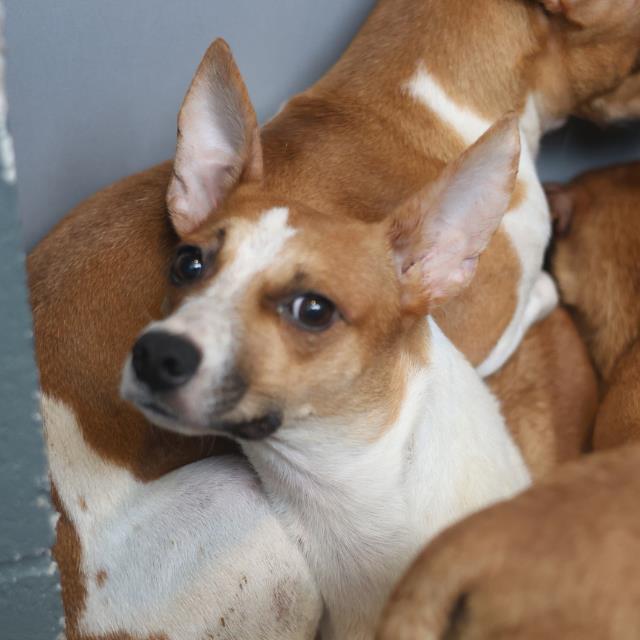 Adoptable Dog