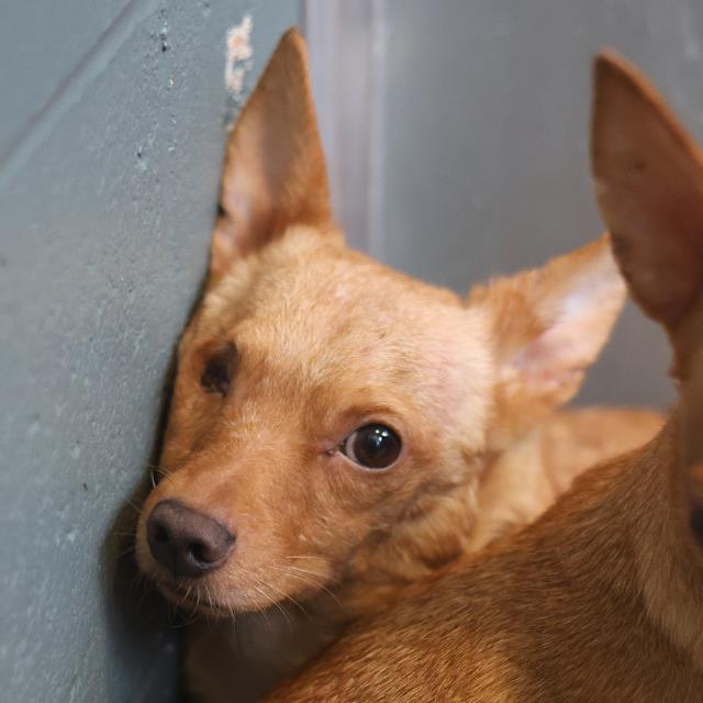 Adoptable Dog