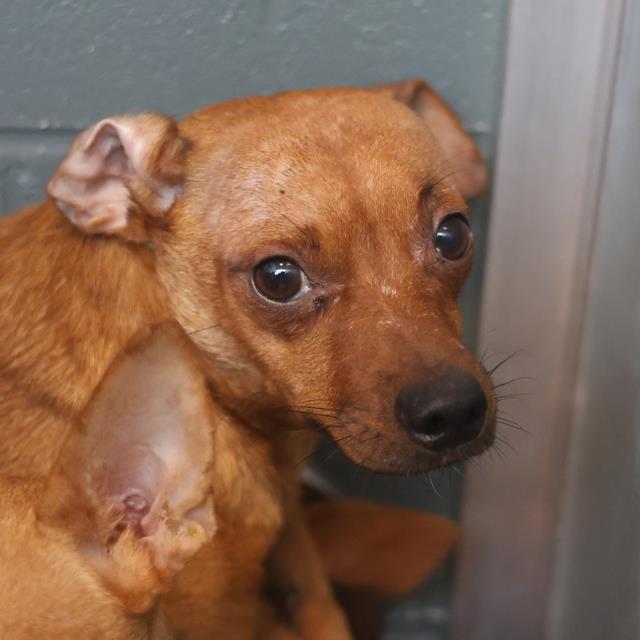 Adoptable Dog