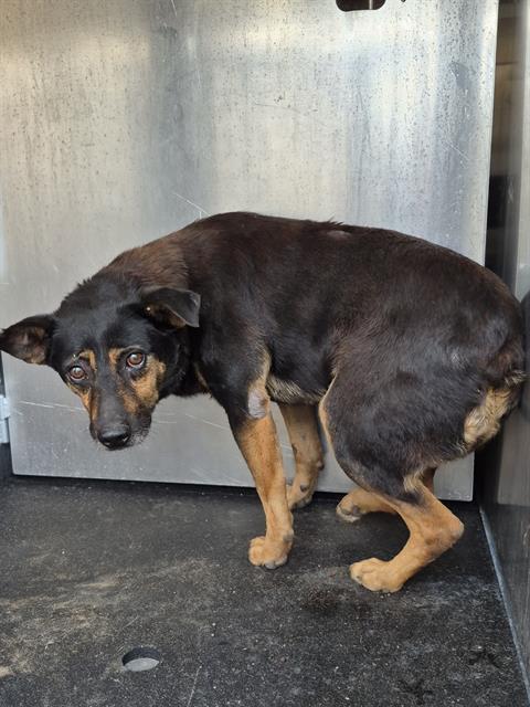 Adoptable Dog