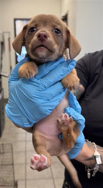 Milo