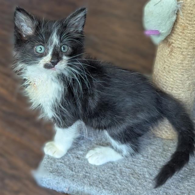 Bagheera