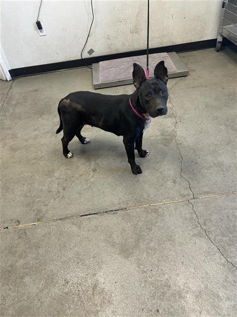 Adoptable Dog