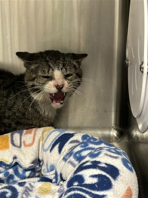 Adoptable Cat