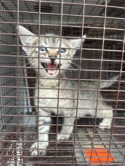 Adoptable Cat