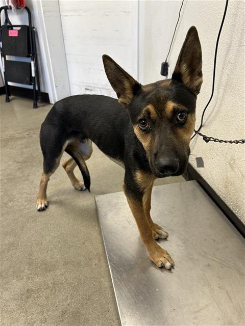 Adoptable Dog