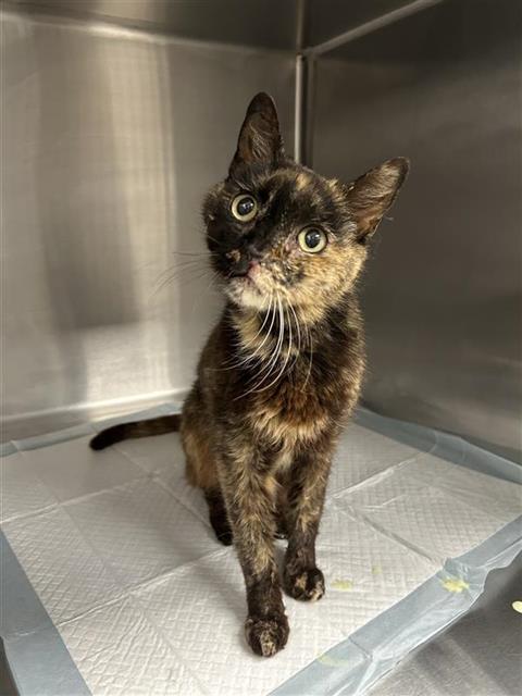 Adoptable Cat