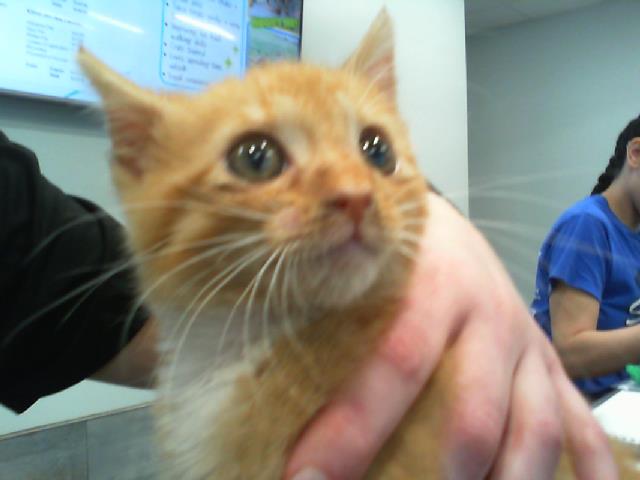 Adoptable Cat