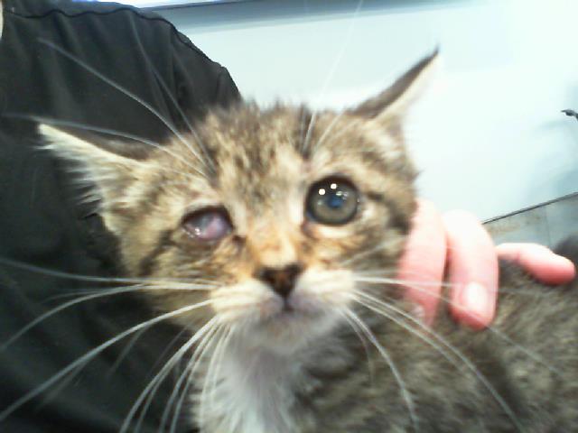 Adoptable Cat
