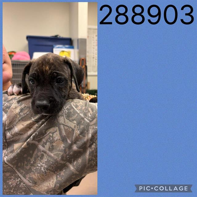 Adoptable Dog