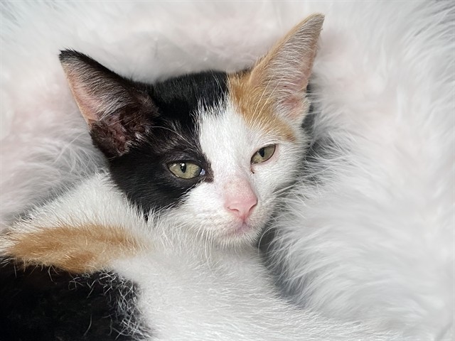 Tia