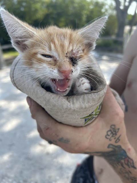 Adoptable Cat