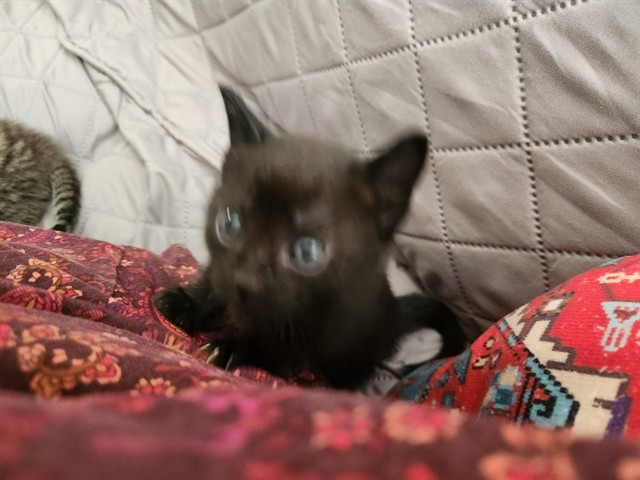 Gizmo