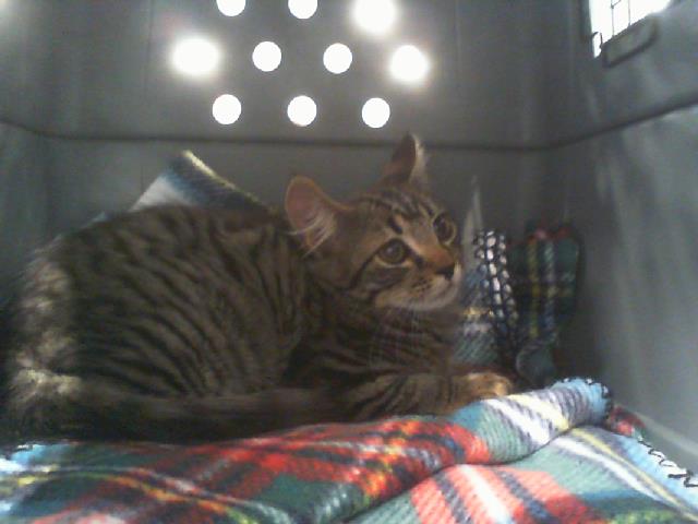 Adoptable Cat
