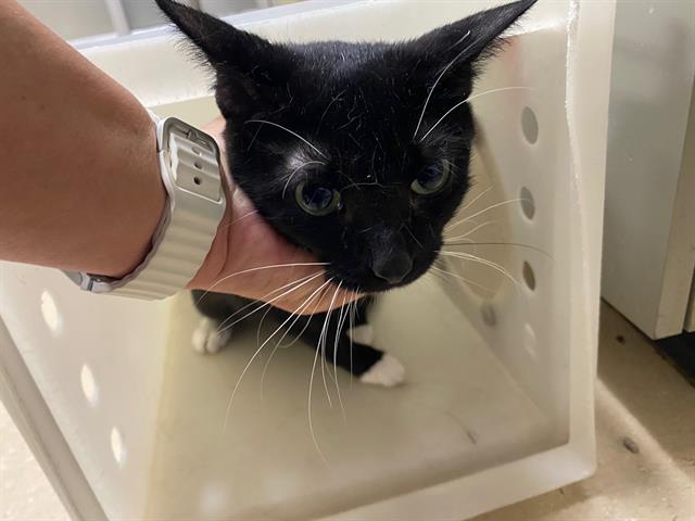 Adoptable Cat