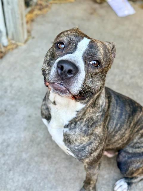 Tonka