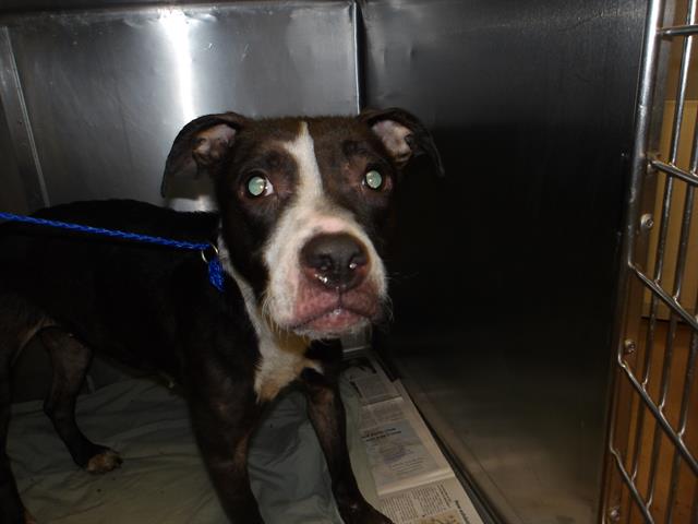 Adoptable Dog