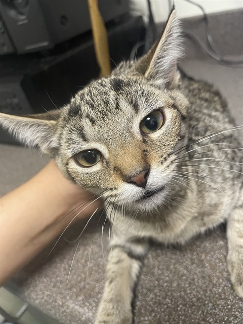 Zelda