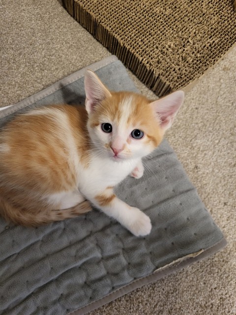 Frankie