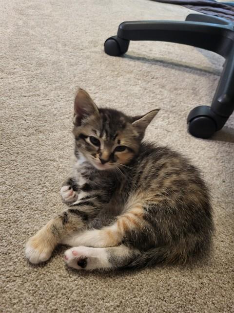 Suki