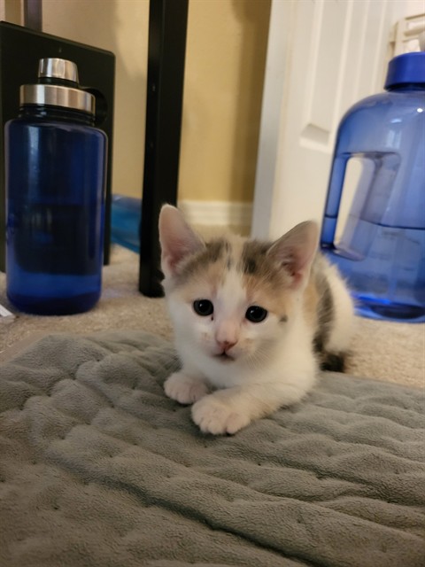 Penny