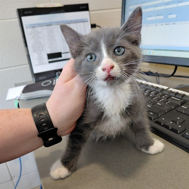 Adoptable Cat