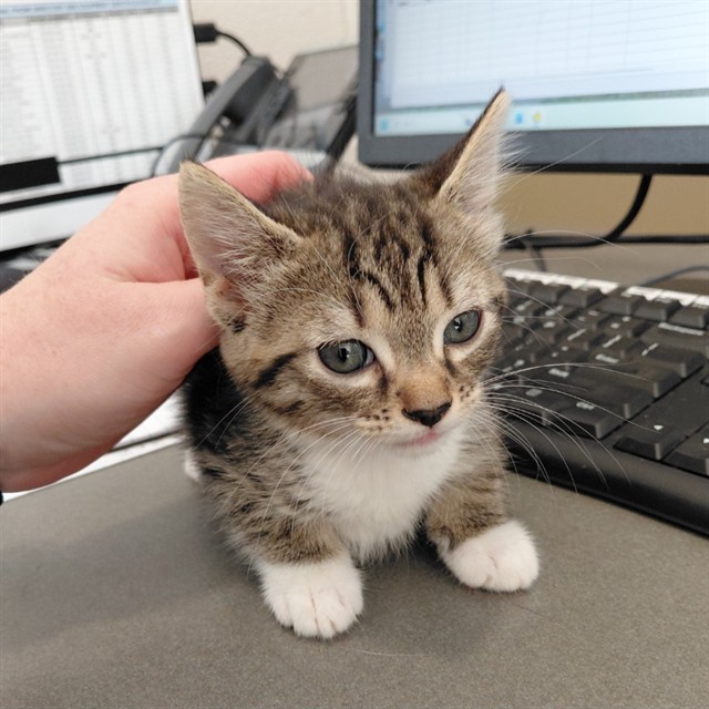 Adoptable Cat