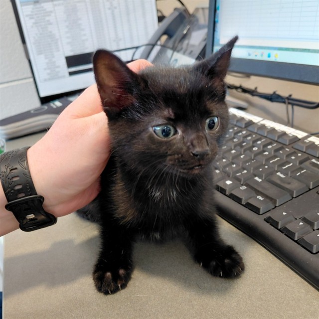 Adoptable Cat