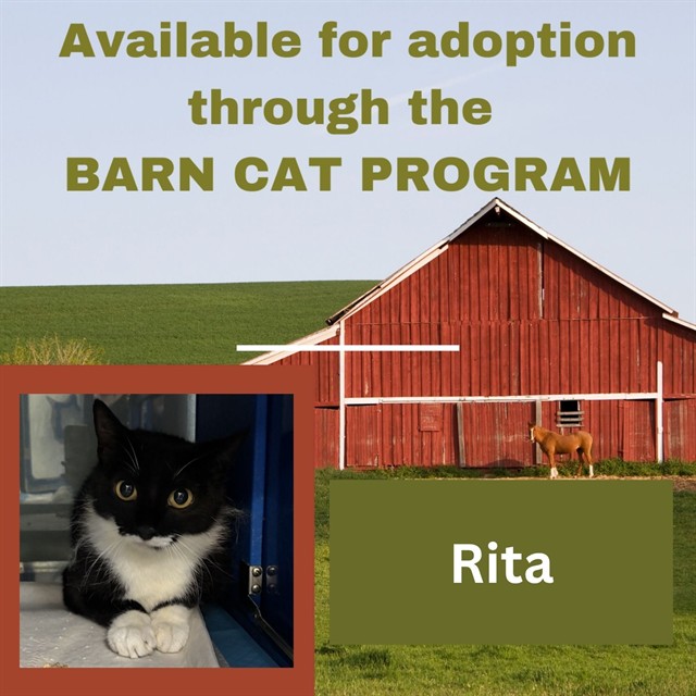 Rita Barn Cat