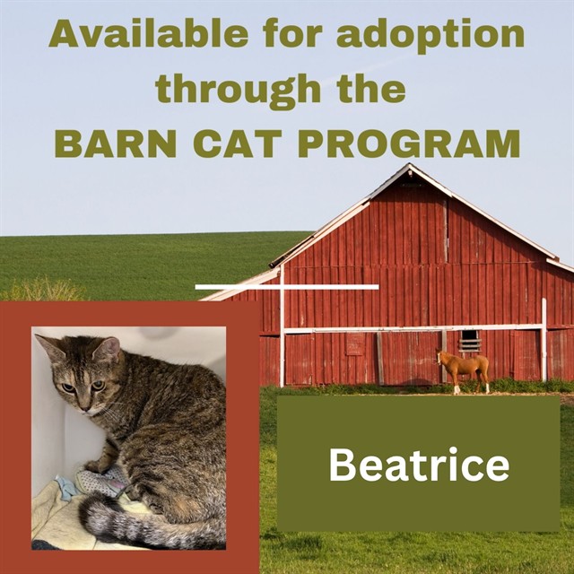 Beatrice Barn Cat