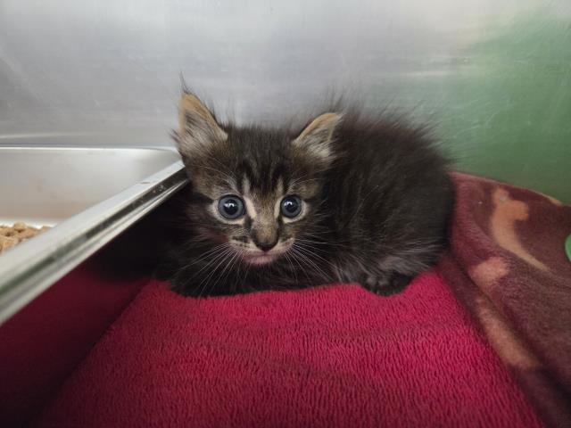 Sebastian