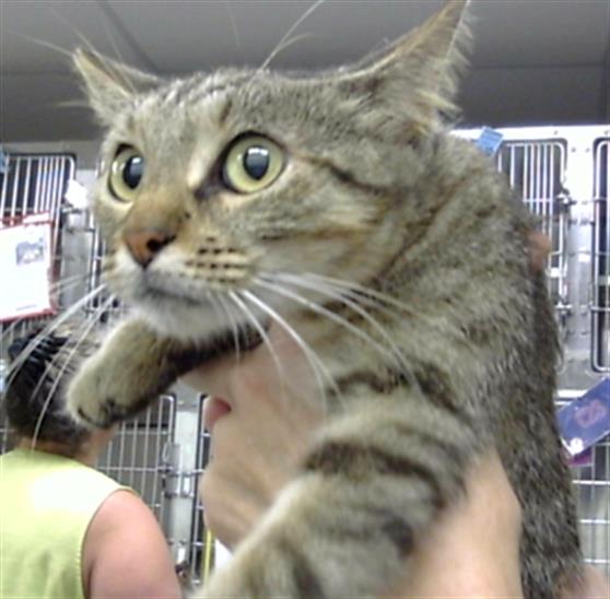 Adoptable Cat