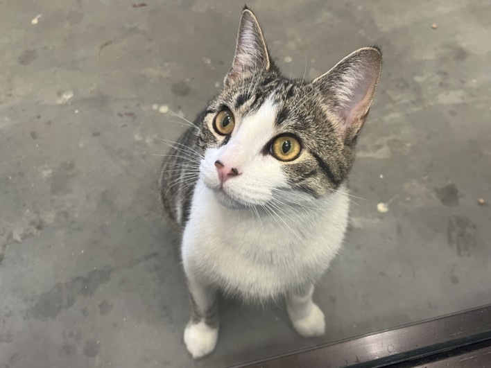 Louie