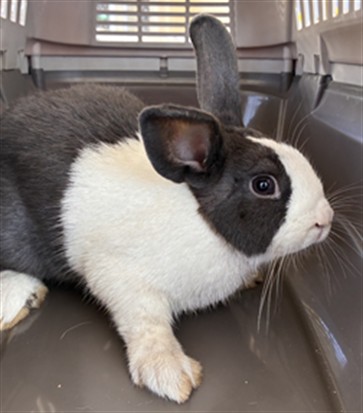 Bunbun