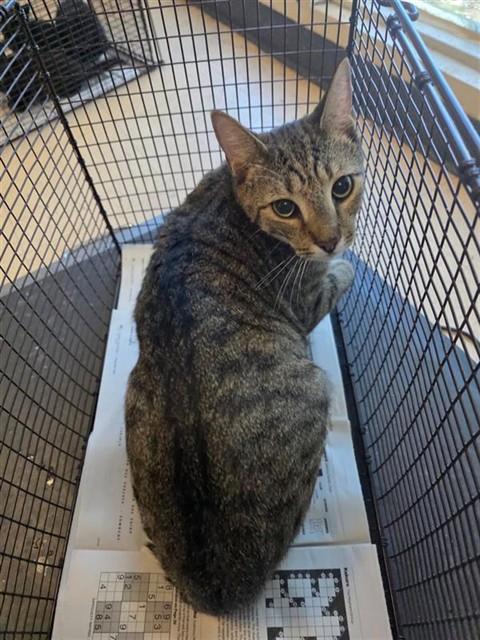 Adoptable Cat
