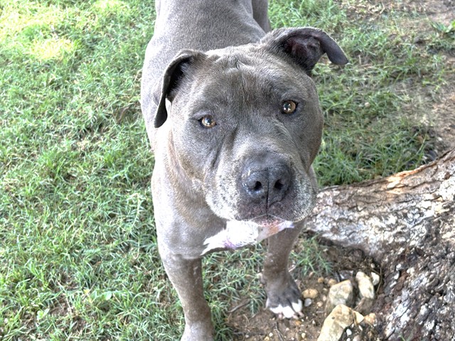 Brad Pibble