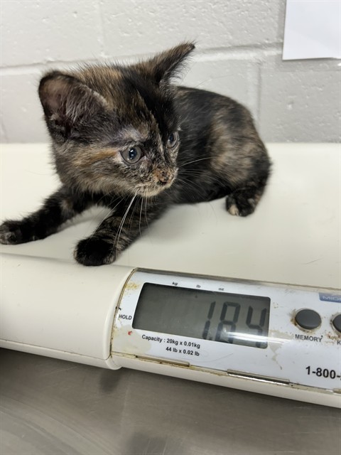 Adoptable Cat