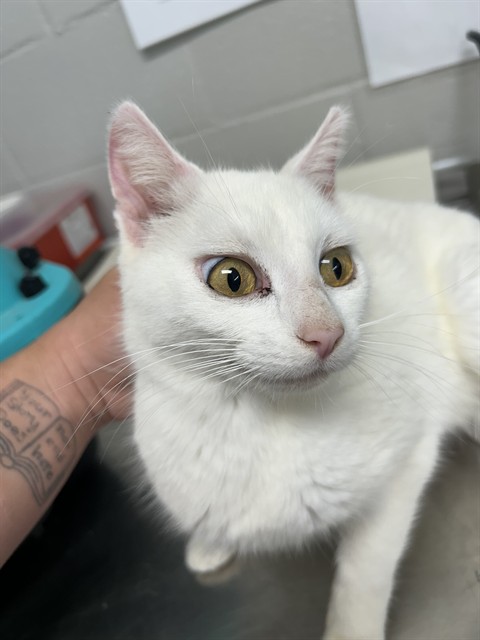 Adoptable Cat