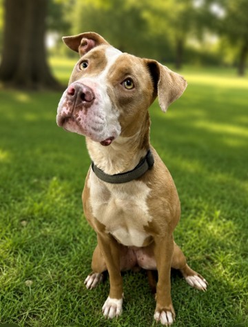 Suki
