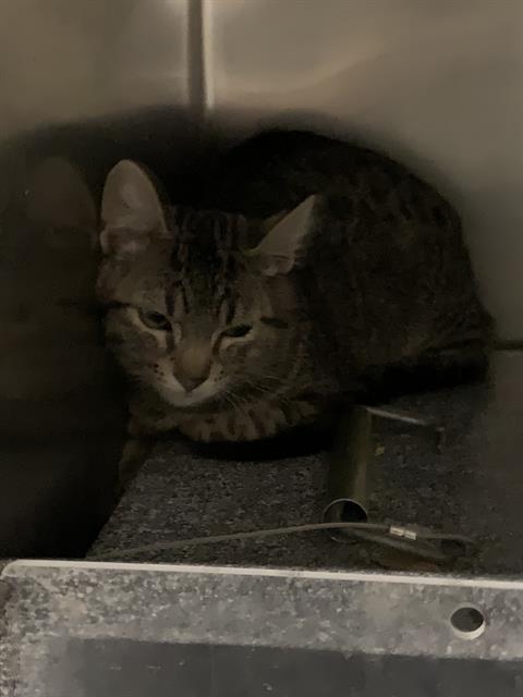 Adoptable Cat