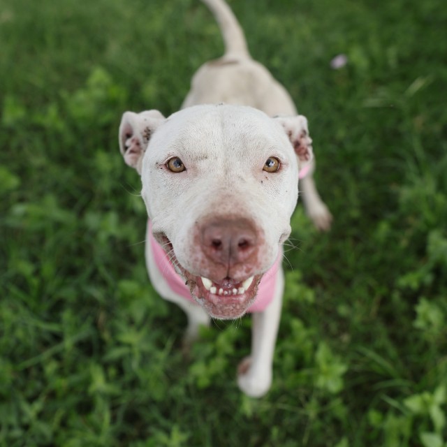 Nova